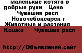 маленькие котята в добрые руки › Цена ­ 1 - Чувашия респ., Новочебоксарск г. Животные и растения » Кошки   . Чувашия респ.